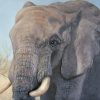 45 mẫu tranh sơn dầu vẽ voi